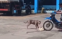 Chú chó nằm giả chết để không bị Pitbull cắn