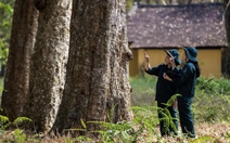 Ngắm vườn cao su cổ thụ 120 năm tuổi duy nhất ở Việt Nam