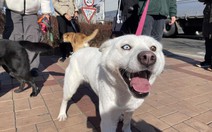 Hàn Quốc sắp cấm thịt chó, số phận của gần nửa triệu con chó sẽ ra sao?