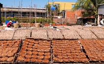 Nghề khô xứ biển vào mùa Tết