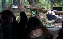 Nhật Bản tiễn những chú gấu trúc cuối cùng