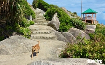 'Hướng dẫn viên 4 chân' nhận 'mưa' đánh giá 5 sao ở danh thắng Mũi Điện