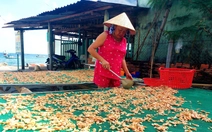 Tôm khô hút hàng và được giá nhưng khan hiếm nguyên liệu