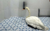 Người đàn ông trộm thiên nga trong Thảo cầm viên bị bắt như thế nào?