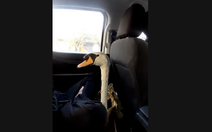 Trộm thiên nga của Thảo cầm viên rồi bán về Cần Thơ, bị bắt ở Tây Ninh