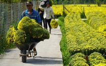 Cúc mâm xôi nở sớm, hàng nở đúng Tết khan hiếm, giá tăng mạnh
