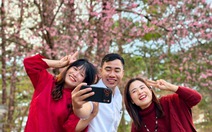 Mai anh đào Đà Lạt đã nở rộ, du khách về phố núi 'sống chậm'