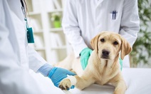 Tin tức sáng 28-1: Nhà đầu tư bỏ số tiền đắt gấp 3 thị trường mua thương hiệu mì Miliket