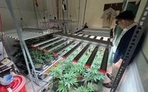 Nam thanh niên trồng gần 100 cây cần sa trong nhà, sử dụng hệ thống khép kín tại Đà Nẵng