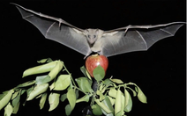 Bộ Y tế cảnh báo nguy cơ lây nhiễm vi rút Nipah qua thực phẩm