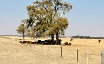 Úc nắng nóng như thiêu đốt, nhiệt độ gần chạm 50℃