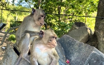 Khỉ hoang rượt đuổi, cắn người chạy bộ ở Vũng Tàu