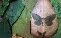 Thiên nhiên trong đô thị, qua một triển lãm ký ức