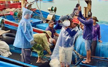 Rộn rịp tàu trúng cá ngừ về cảng Đắk Lắk những ngày cận Tết