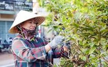 TP.HCM: Hàng trăm người tuốt lá 1.200 cây mai vàng trên tuyến đường 6,4km