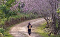 Đánh pickleball để trồng hoa anh đào ở Măng Đen, du lịch Quảng Ngãi bội thu dịp Tết dương lịch