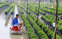 Nam Bộ, TP.HCM mưa trái mùa trong hai ngày tới, người trồng hoa vụ Tết chú ý