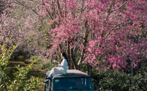 Du lịch Lâm Đồng thu khoảng 1.200 tỉ đồng trong kỳ nghỉ Tết dương lịch 2026