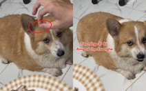 Chú chó nổi cáu vì bị cậu chủ troll