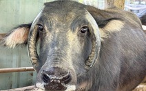 Trâu cái ở Đà Nẵng gây tò mò với cặp sừng mọc ngược như đeo 'vòng cổ'
