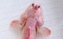 Người dân Cà Mau bắt được cá thòi lòi màu hồng ‘lạ nhất hành tinh’