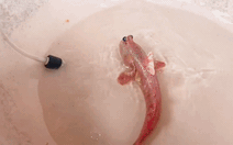 Người dân Cà Mau bắt được cá thòi lòi màu hồng ‘lạ nhất hành tinh’