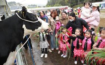 Hội thi Hoa hậu Bò sữa trở lại tại Mộc Châu