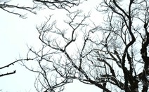 Xuất hiện băng giá trên đỉnh Phja Oắc, Cao Bằng