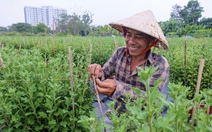 Nhà vườn làng hoa Thới An TP.HCM rộn ràng vụ hoa Tết Bính Ngọ