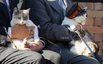 Nhật Bản tiếp tục bổ nhiệm mèo làm trưởng ga tàu