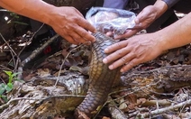 Tê tê java, rùa núi vàng quý hiếm được thả về Vườn quốc gia Kon Ka Kinh