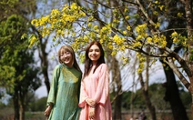 Đường hoàng mai xứ Huế thắm sắc xuân