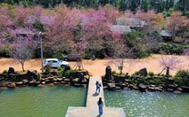 Mai anh đào nhuộm hồng Măng Đen trước thềm Tết Nguyên đán