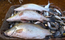 Bắt cá chẽm trong vuông nuôi tôm cua để ăn Tết