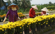 Cúc Hà Lan nở sớm vì thời tiết, nhà vườn Đồng Tháp lặt cánh bán cầm chừng dịp Tết