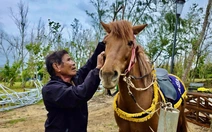 Cách nông dân ‘biến’ ngựa thồ thành ngựa đua