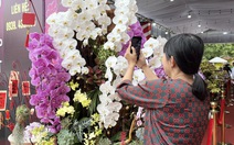 Từ cao nguyên xuống miền sông nước: lan hồ điệp ‘khủng’ nhuộm sắc xuân Cần Thơ