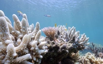 Nắng nóng 3 năm liên tiếp tẩy trắng một nửa rạn san hô toàn cầu