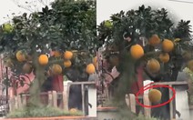 Mua cây bưởi 8 triệu về chưng Tết, đi đoạn đường quả rụng mất nửa cây