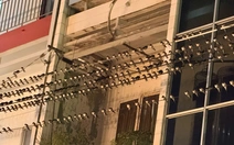 Chim én bay về ngủ đêm, người dân Mỹ Tho than trời vì phân chim thải xuống