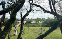 Vẻ đẹp của vườn sưa vàng cổ thụ mùa trụi lá bên sông Tam Kỳ ngày cận Tết