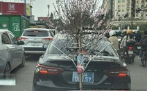 Xe Camry biển xanh buộc cành đào che biển số, tài xế làm việc tại một cơ quan trung ương