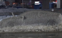 Honda Civic bị đóng băng bỗng trở thành 'danh thắng', chủ xe được tặng xe mới