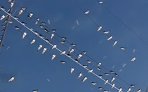 Tuyến đường bị chim én thải phân ở Cần Thơ sẽ được rửa sạch trước giao thừa