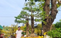 Chậu me bonsai 'phu ngọt - thê chua' chào bán trên 1 tỉ đồng tại chợ hoa Tết Long Xuyên