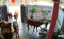 Gia chủ được đàn bò lạ vào nhà 'chúc Tết sớm'