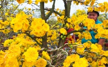Mai cúc thọ hương 3 lớp cánh nở vàng rực được ưa chuộng ở Rạch Giá