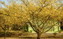 Những mùa xuân bên cha