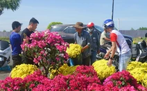Hoa mai vàng, hoa giấy, quất và dưa hấu trưng Tết ở An Giang giảm giá sốc 50%