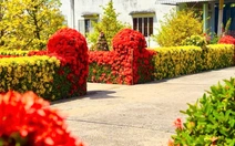 Về Đồng Tháp ngày Tết ngắm đường mai và hàng bông trang bừng nở rực rỡ